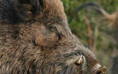 23 fotos impactantes para disfrutar del jabalí