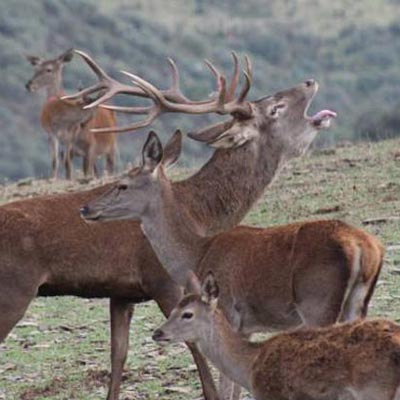 El increíble espectáculo de la berrea