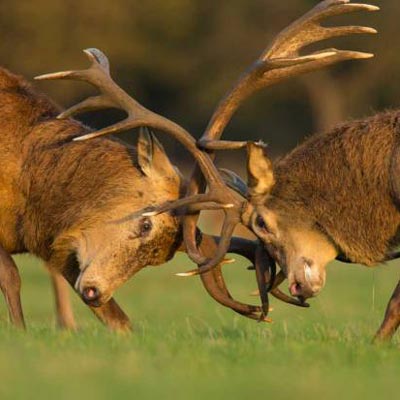 Las más brutales fotos de luchas de venados y gamos